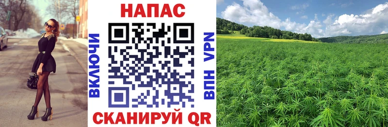 сколько стоит Болохово Бошки Шишки индика